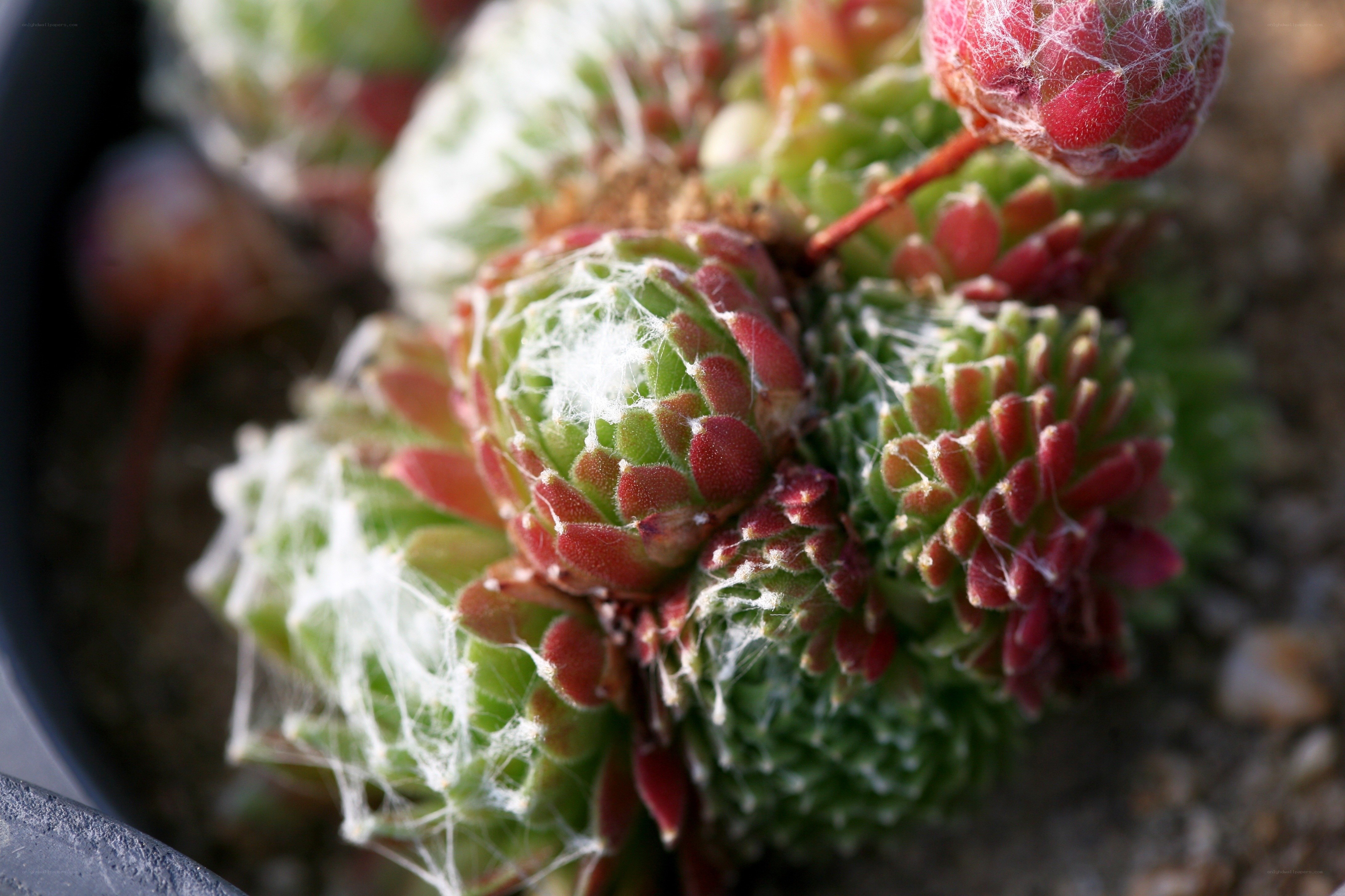 Sempervivum with cobwebby leaves