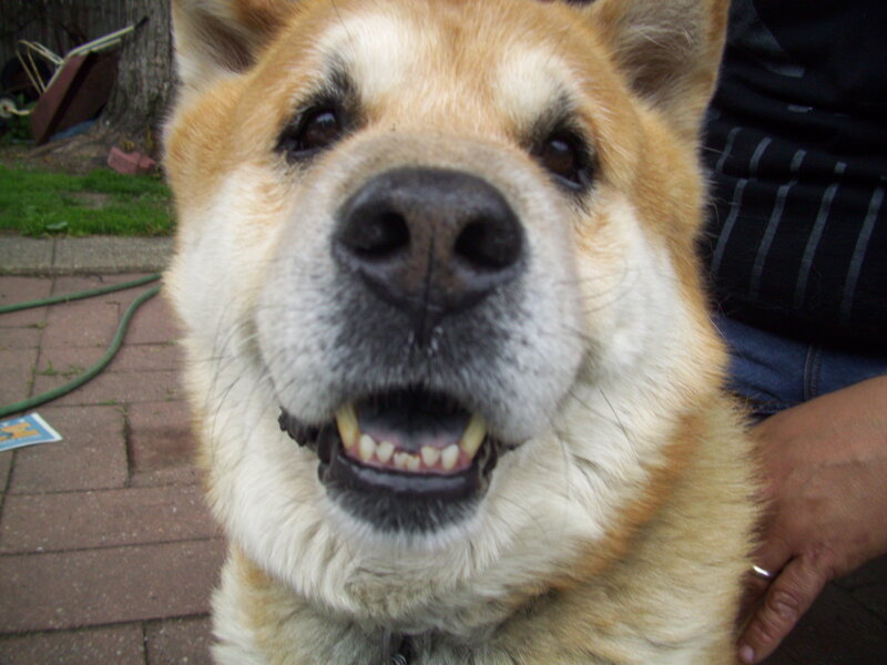 Senior Dog Smiling