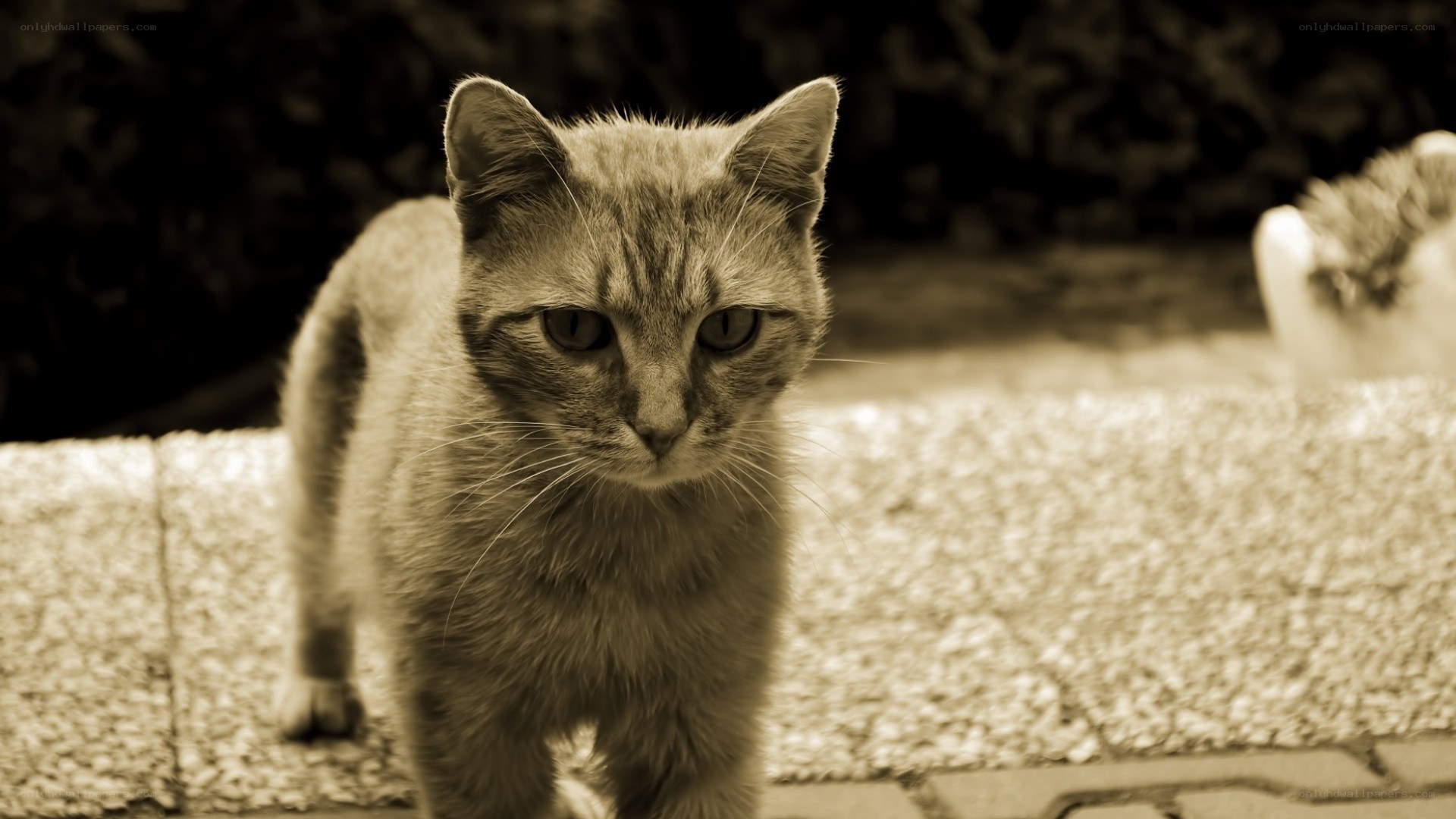 sepia cat on stone steps