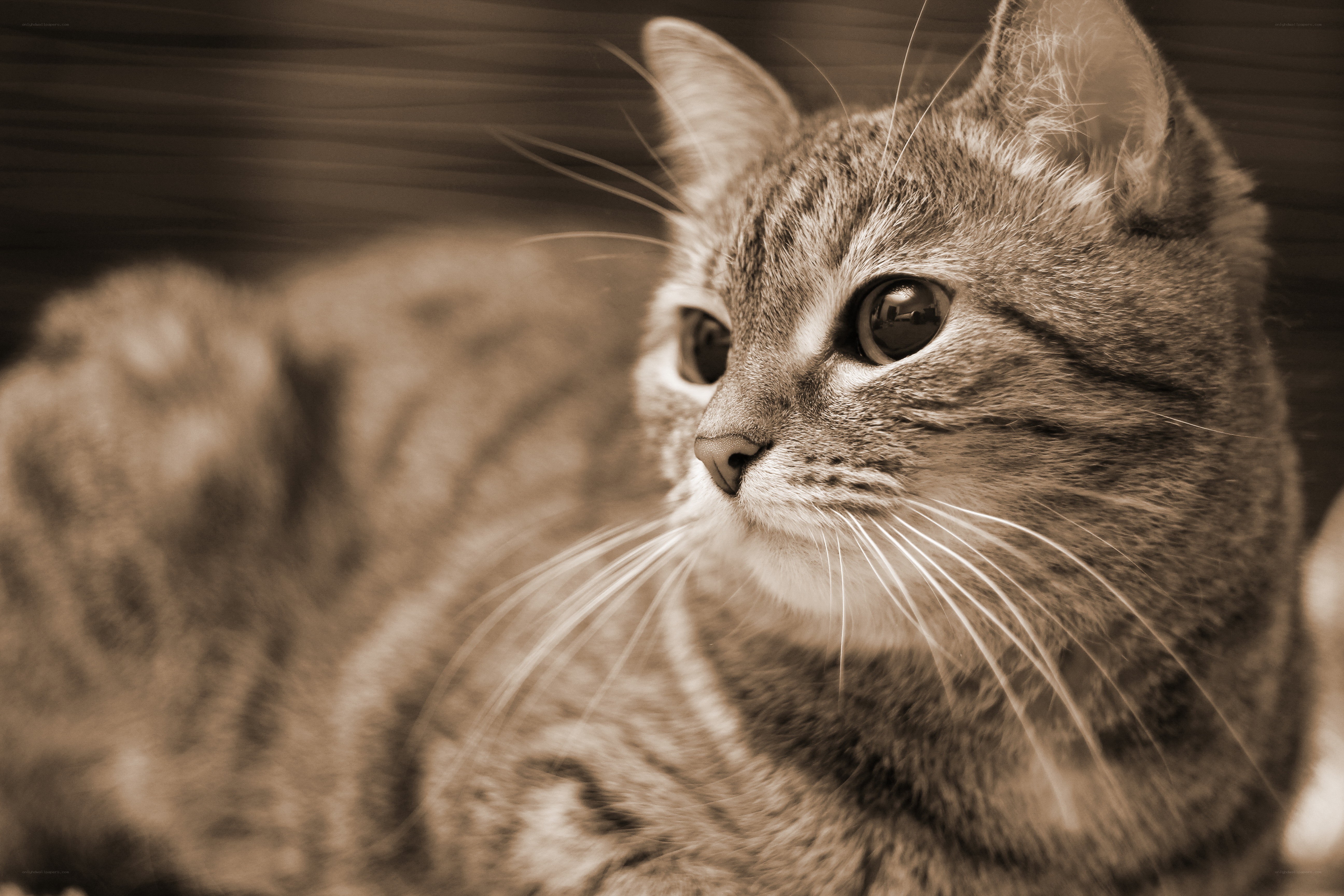 sepia cat portrait