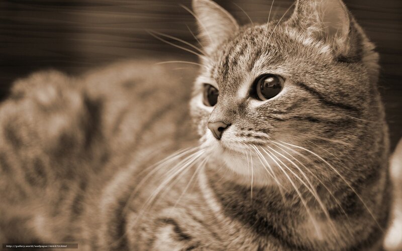 sepia cat portrait