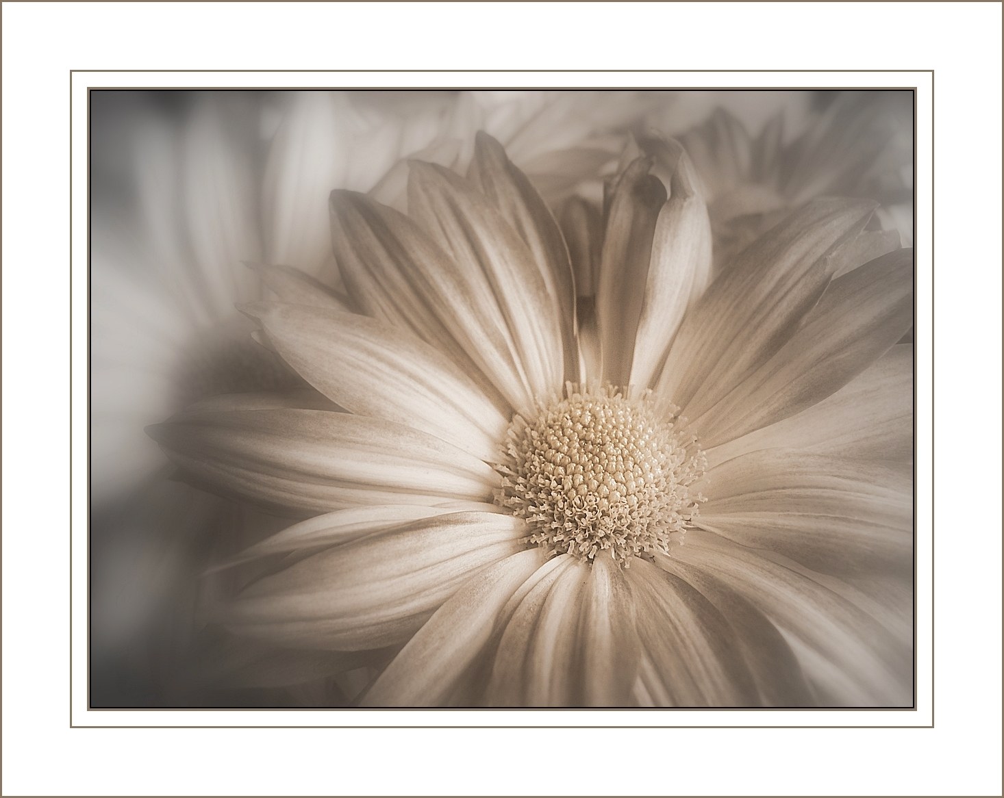 Sepia daisy flower close-up