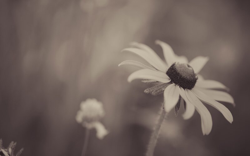 Sepia daisy in soft focus