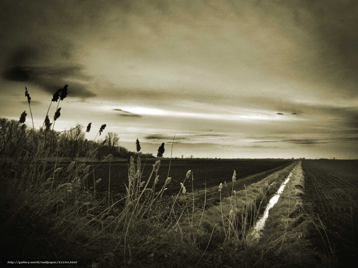 Sepia Field at Dusk