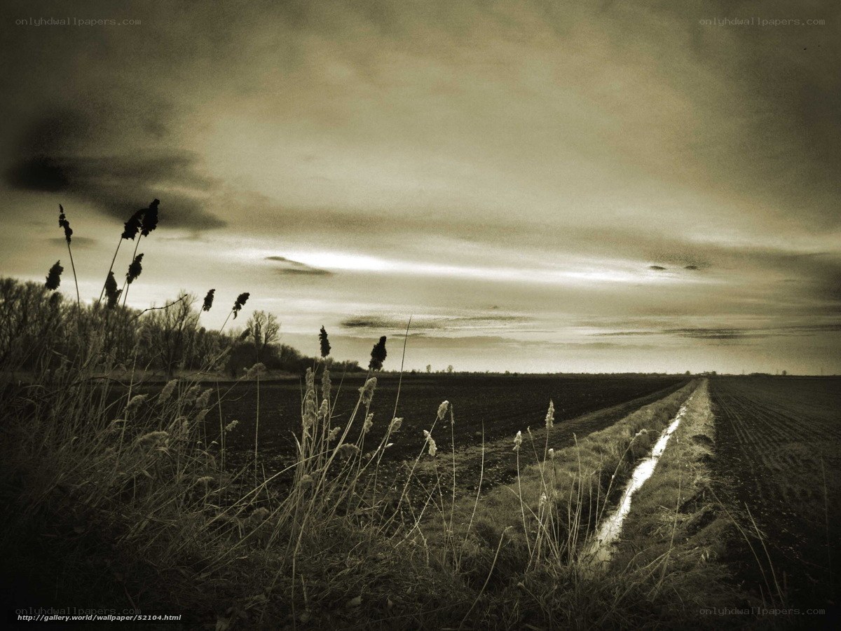 Sepia Field at Dusk