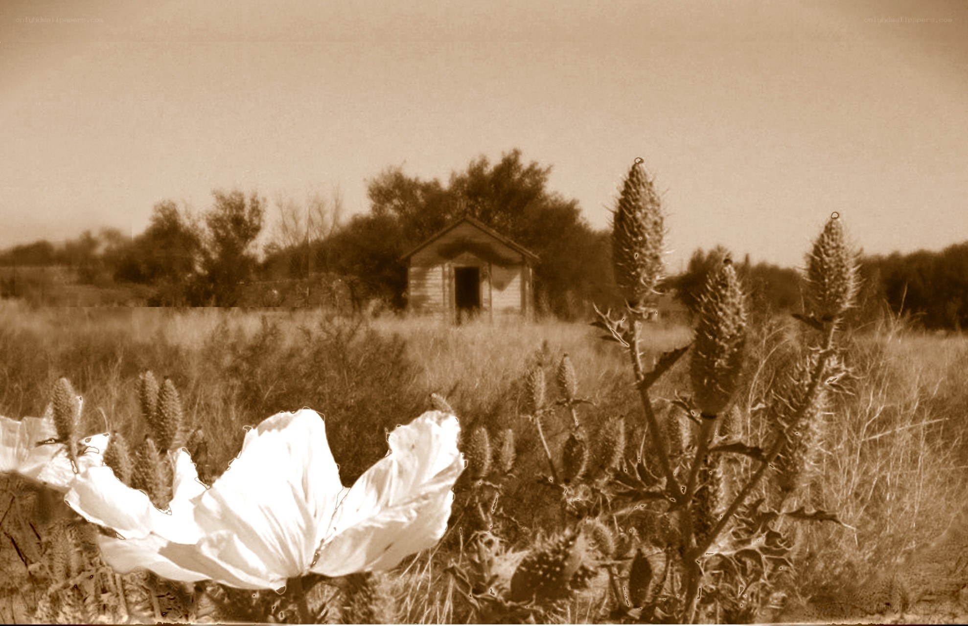 Sepia field with wildflowers