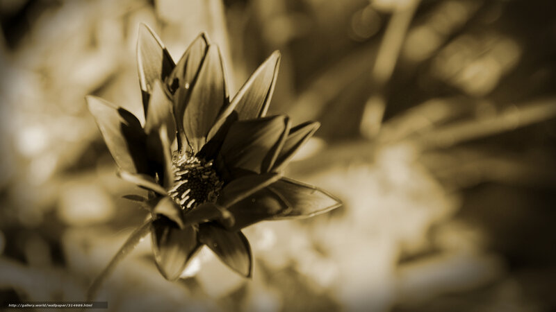 Sepia flower close-up