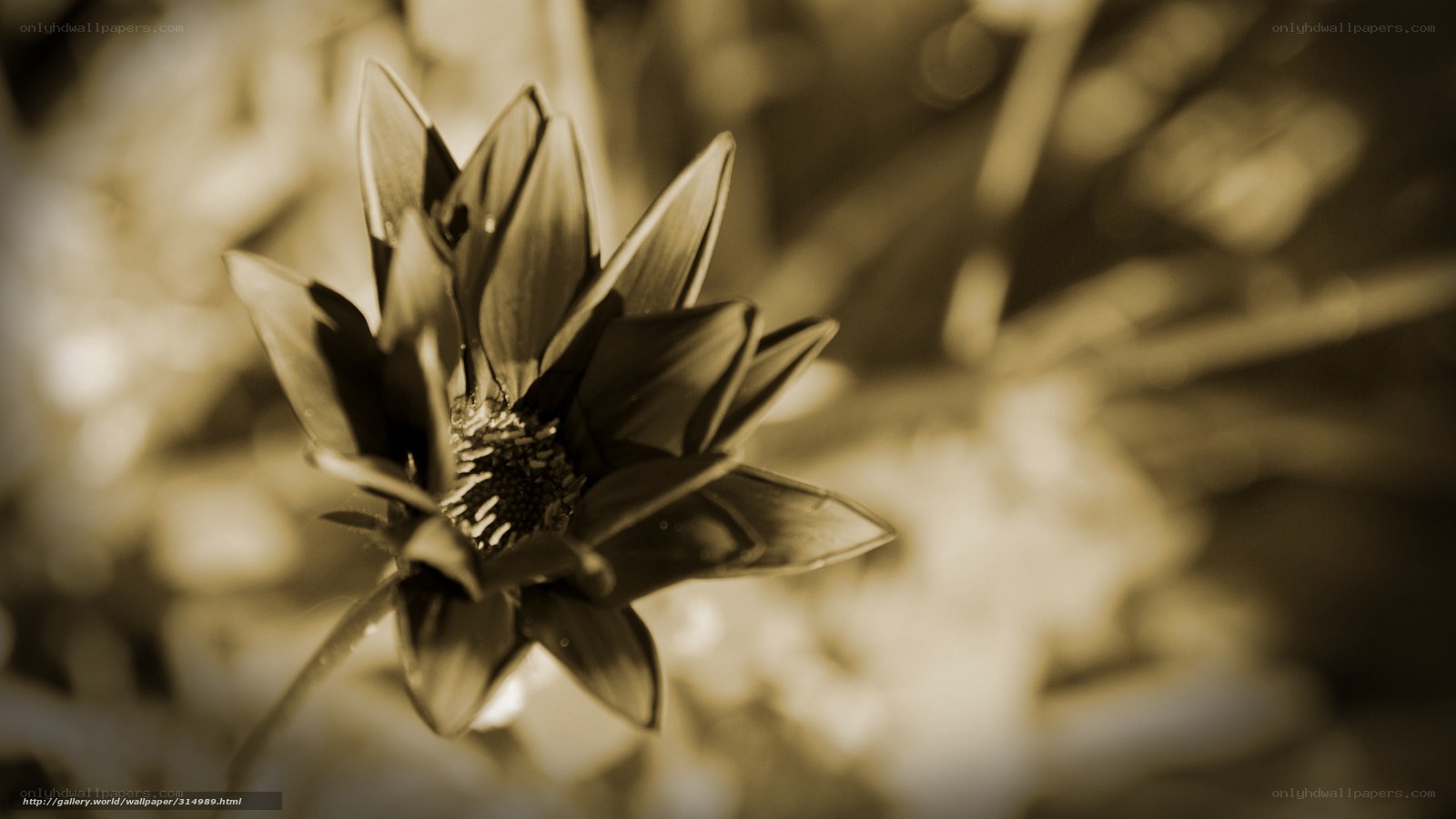 Sepia flower close-up
