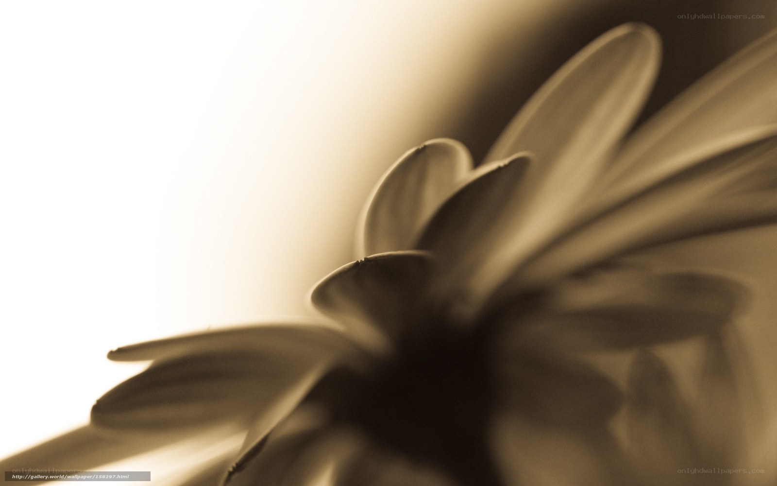 Sepia flower petals