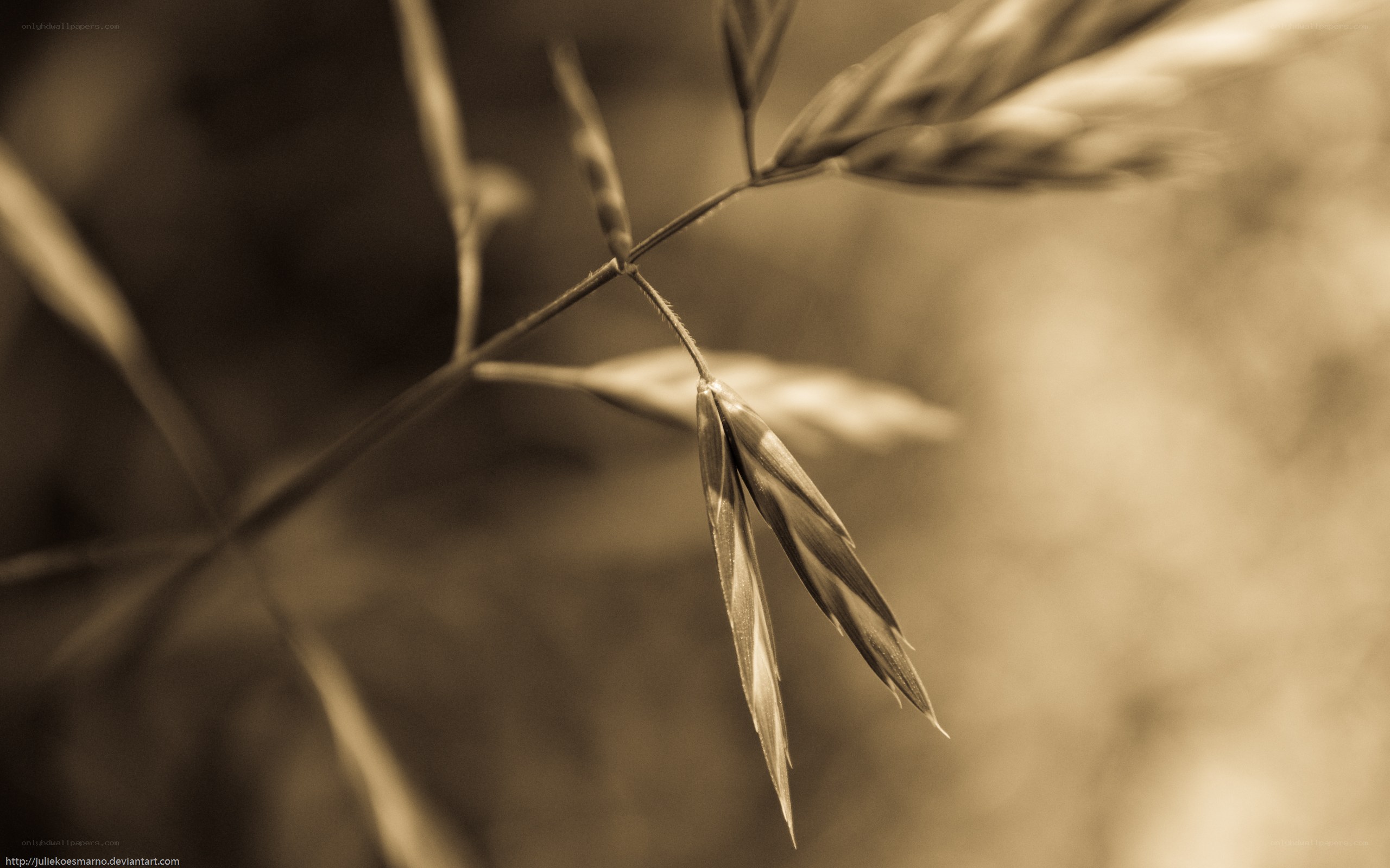 Sepia grass in soft light