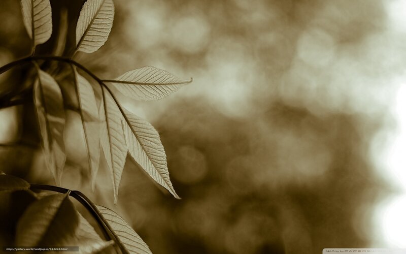 Sepia leaf branch