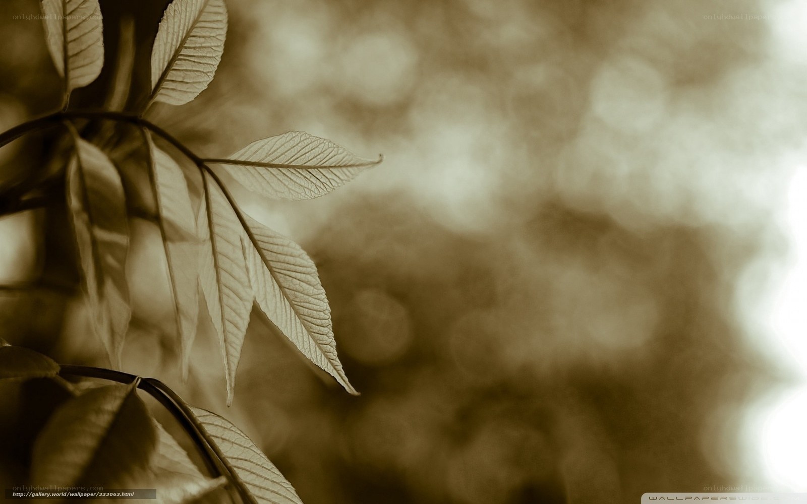 Sepia leaf branch