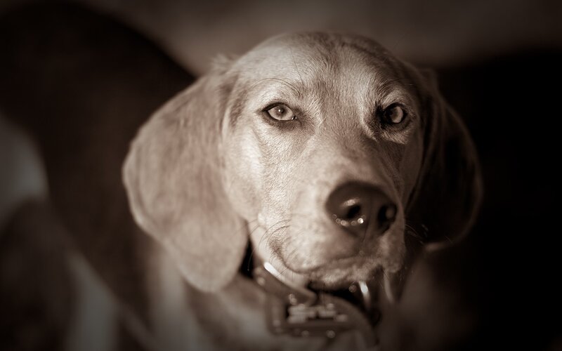 sepia portrait of a dog