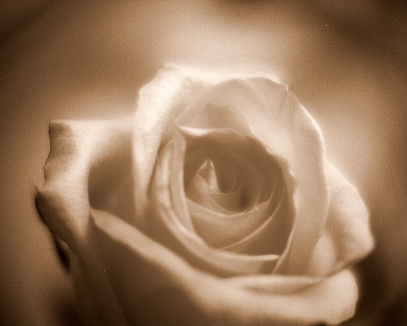 Sepia rose close-up