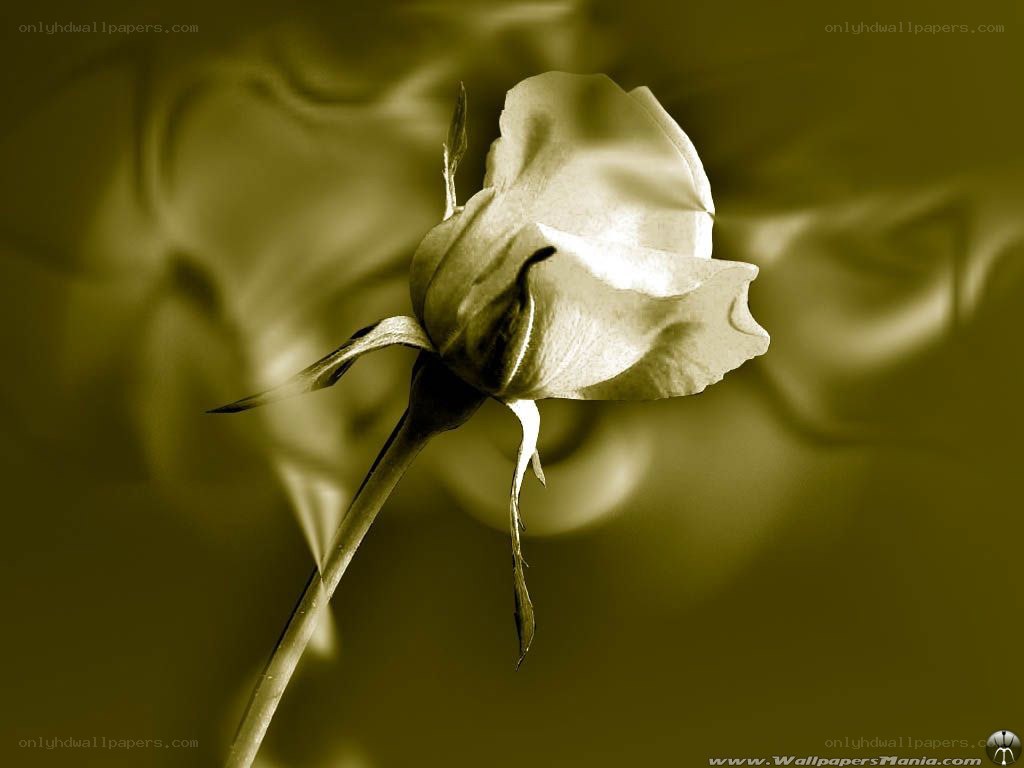 Sepia rose in soft light