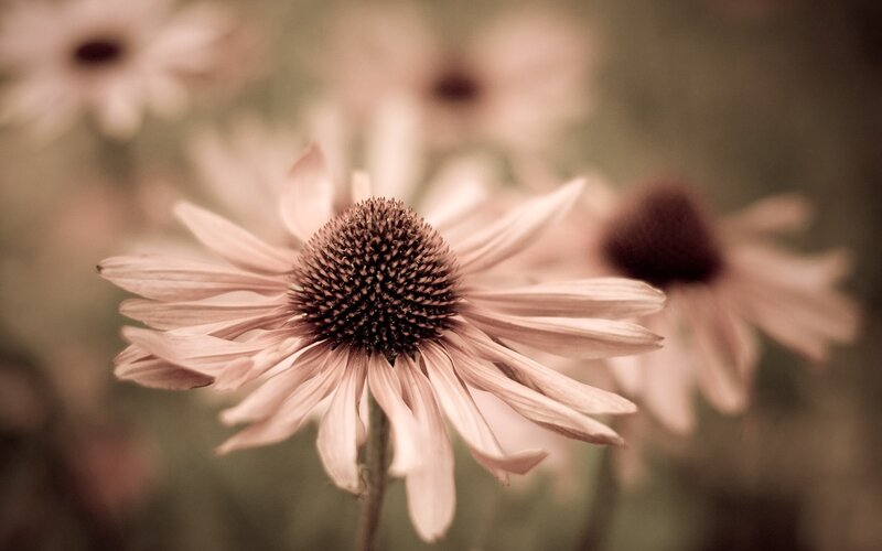 Sepia-toned coneflower in focus