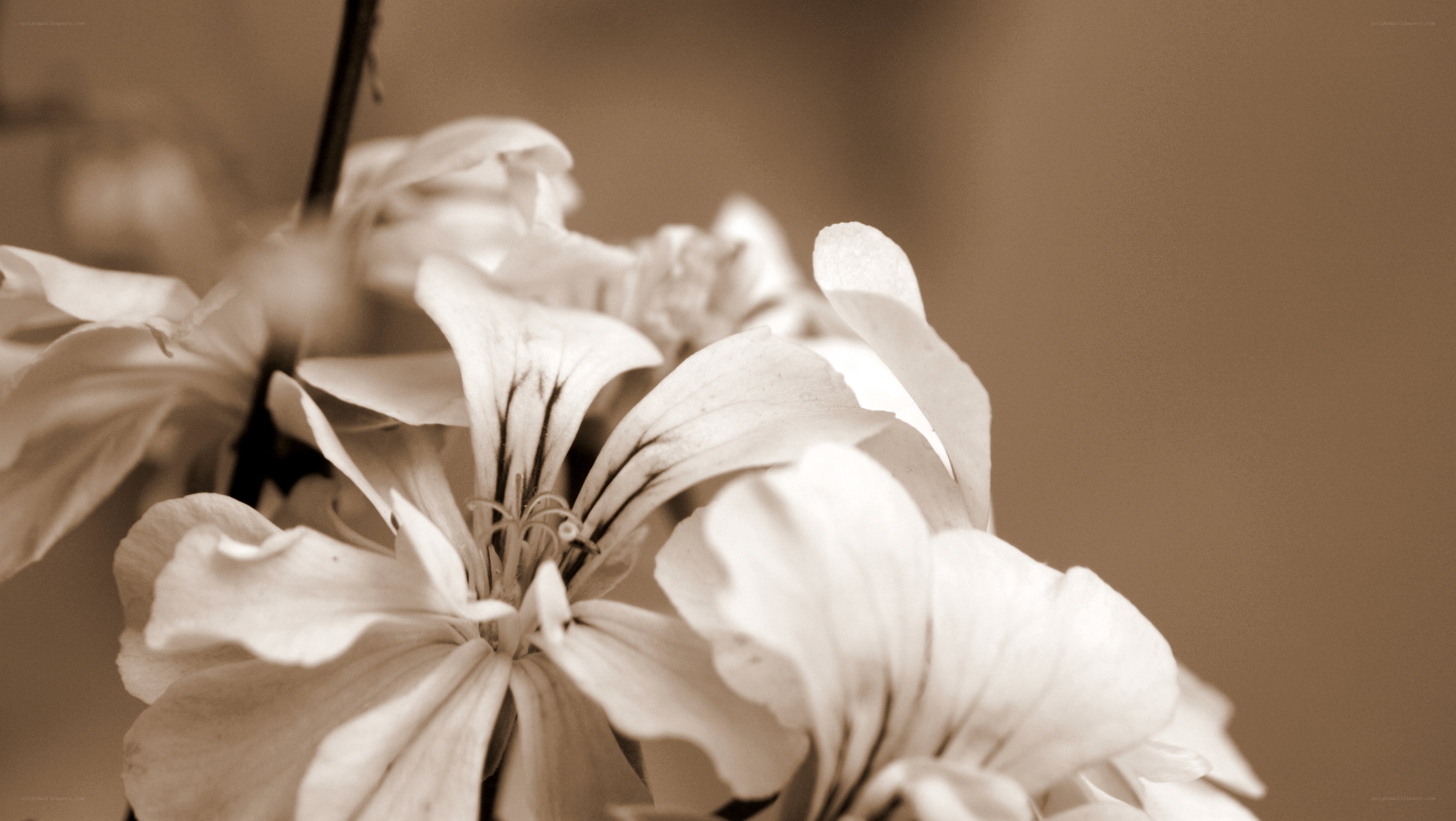 Sepia-toned flower close-up