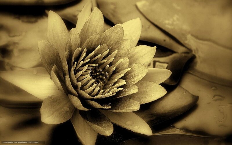 Sepia water lily close-up