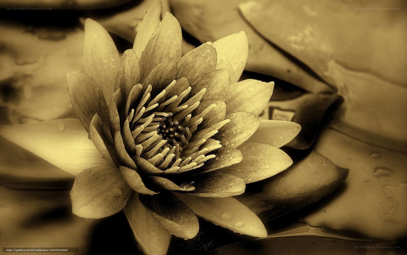Sepia water lily close-up