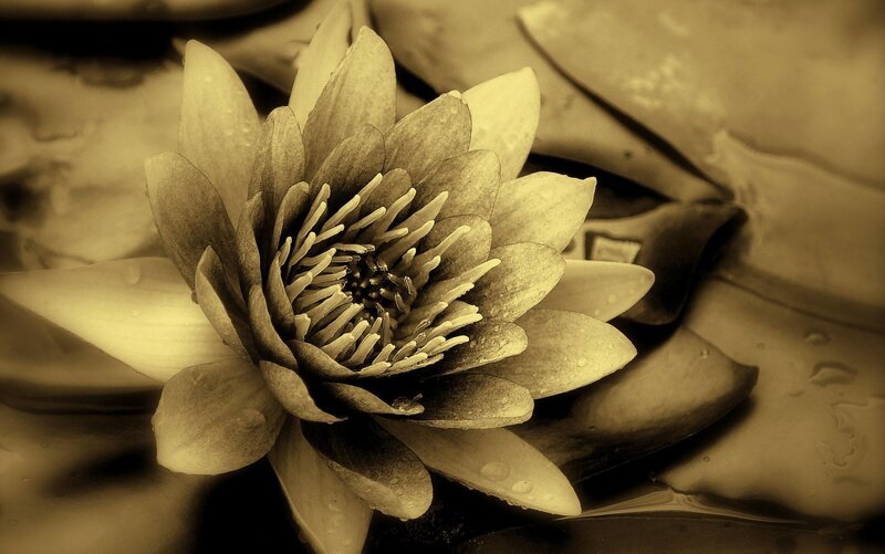 Sepia water lily in bloom