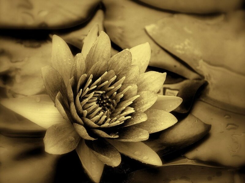 Sepia water lily in pond