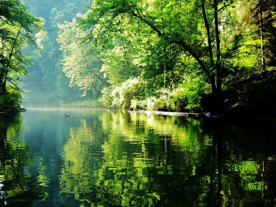 serene forest lake at dawn