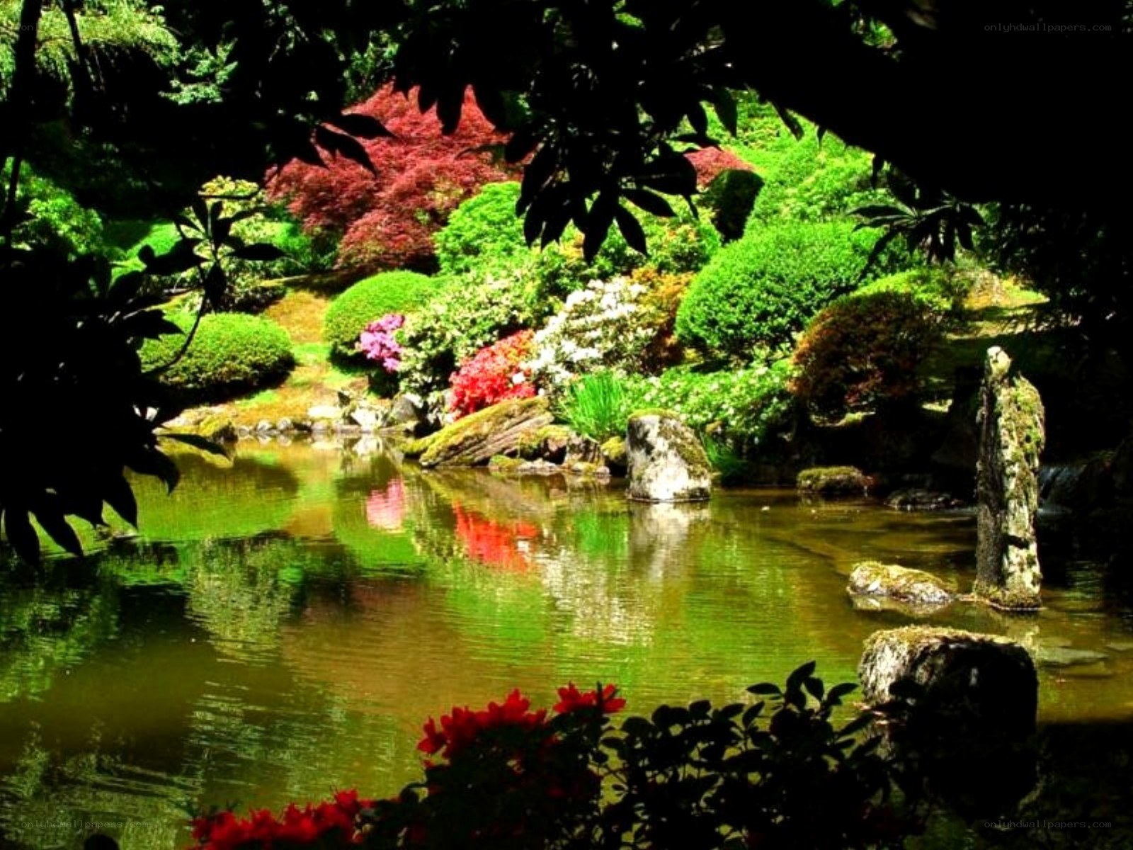 serene garden pond scene