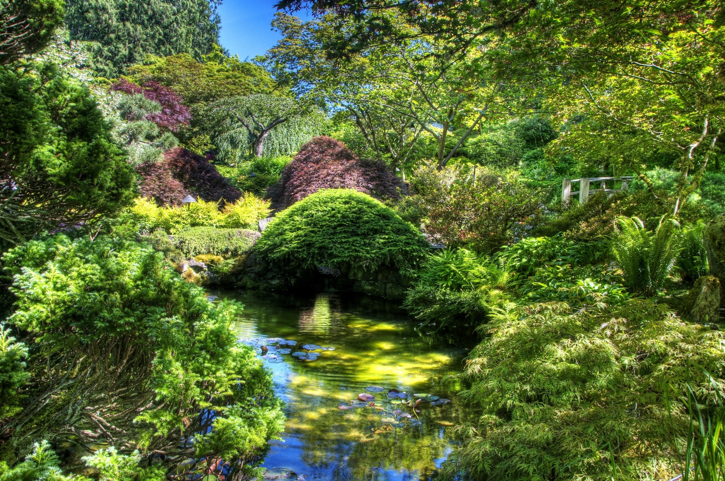 serene garden pond scene