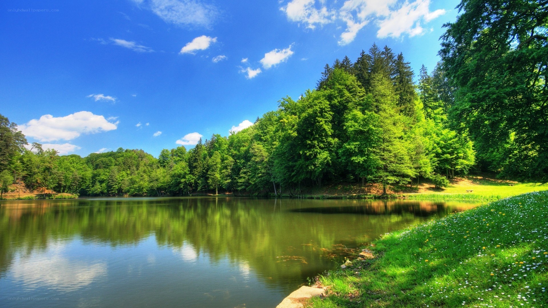 Serene lake surrounded by forest