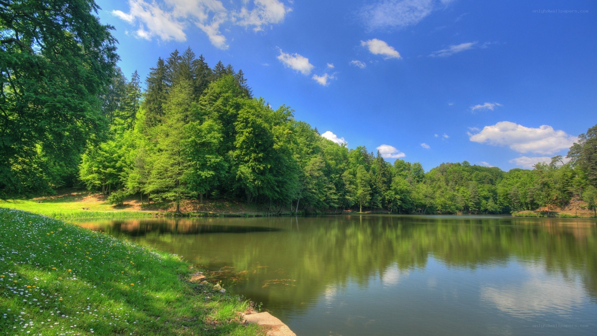 Serene lake surrounded by forest