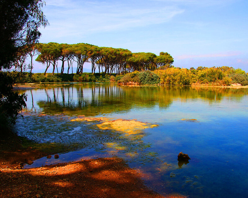 Serene lake with pine trees