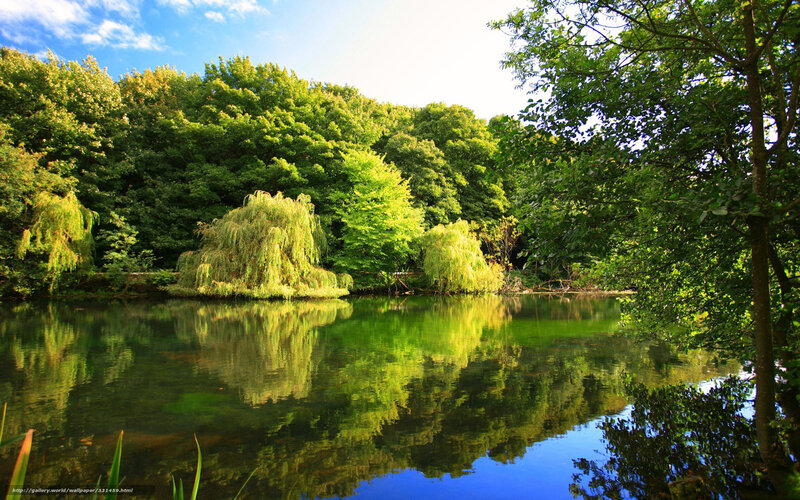 Serene lake with weeping willows