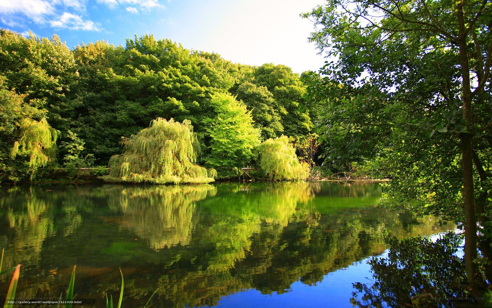 Serene lake with weeping willows