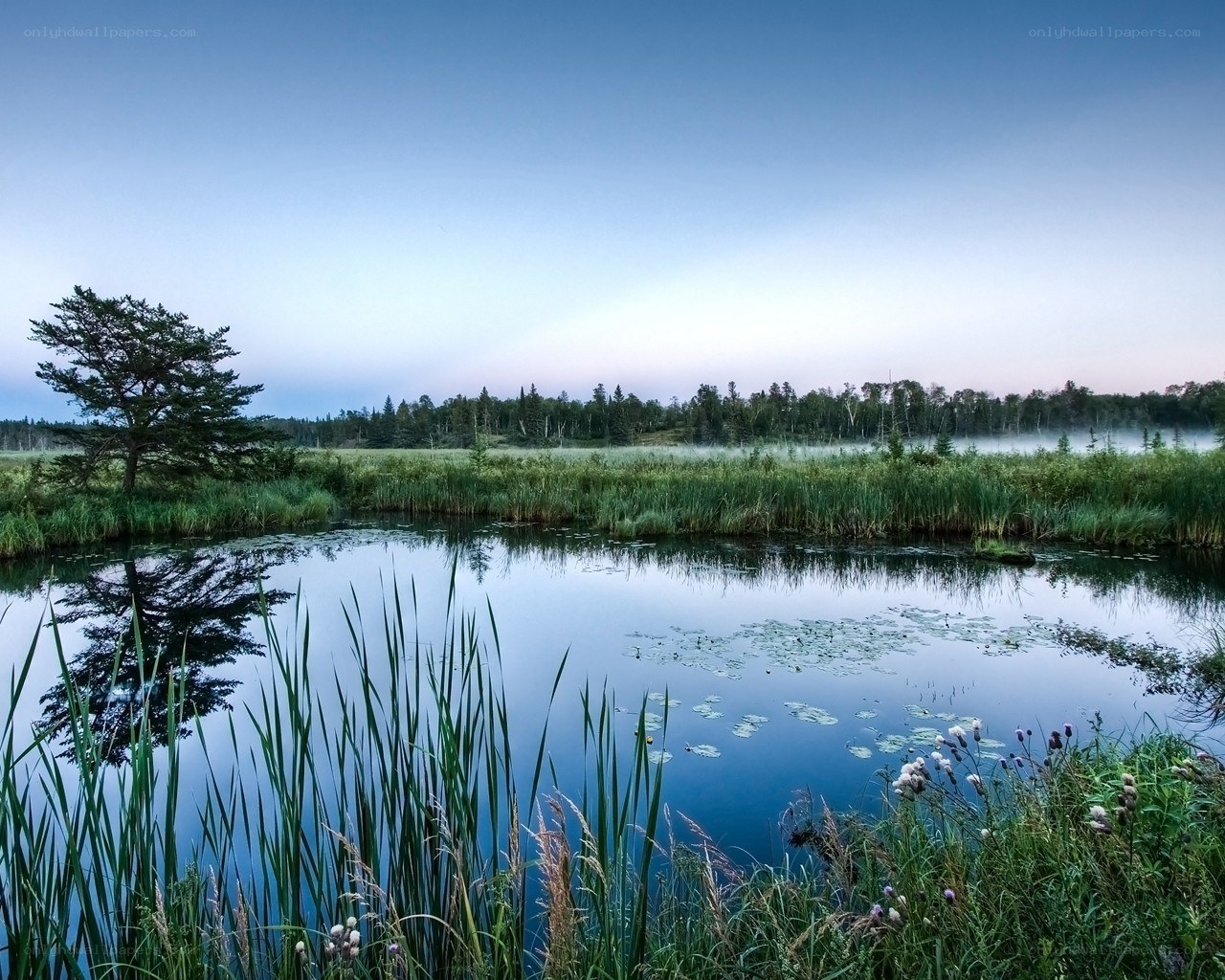 Serene pond at dawn