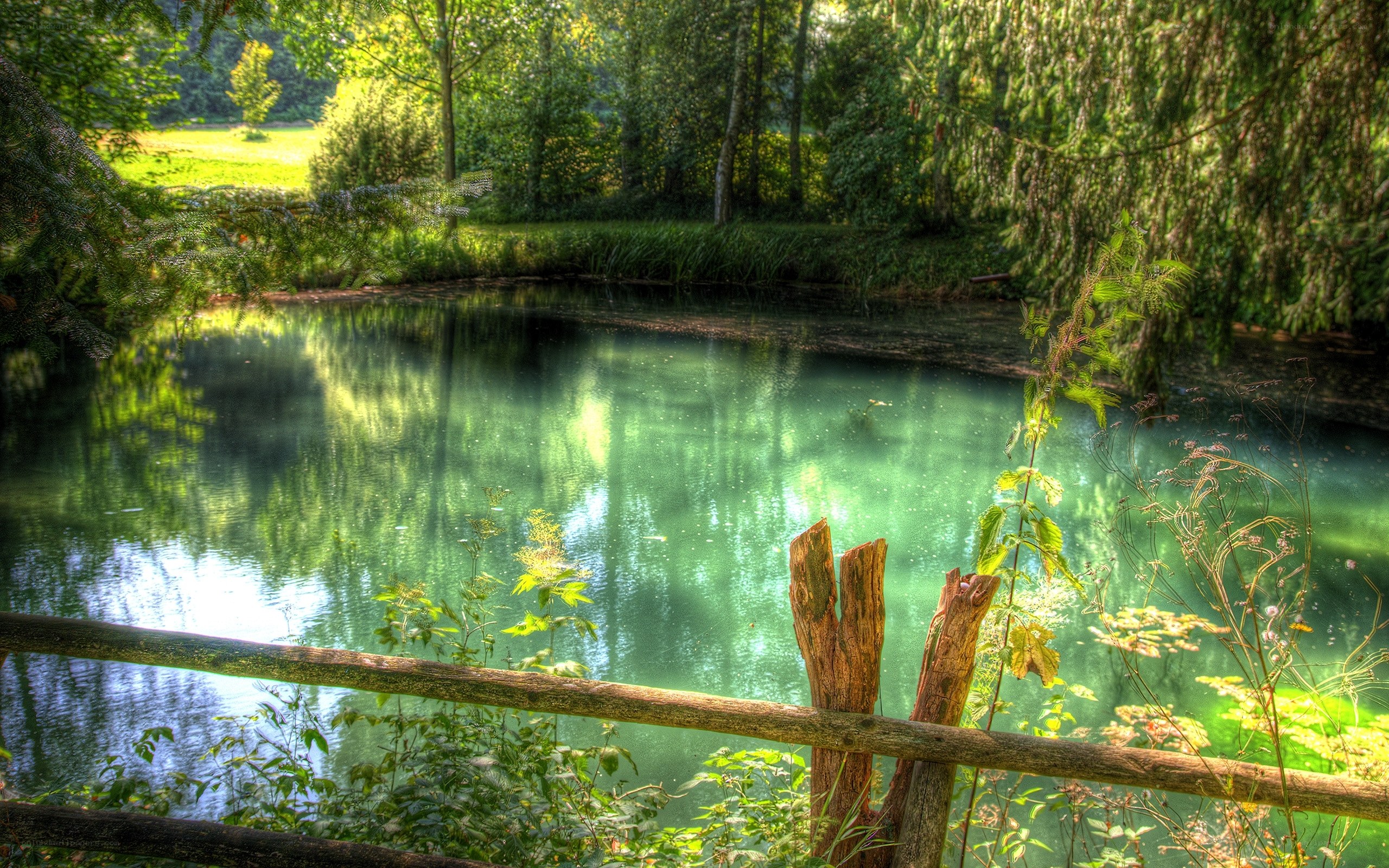Serene pond in a forest