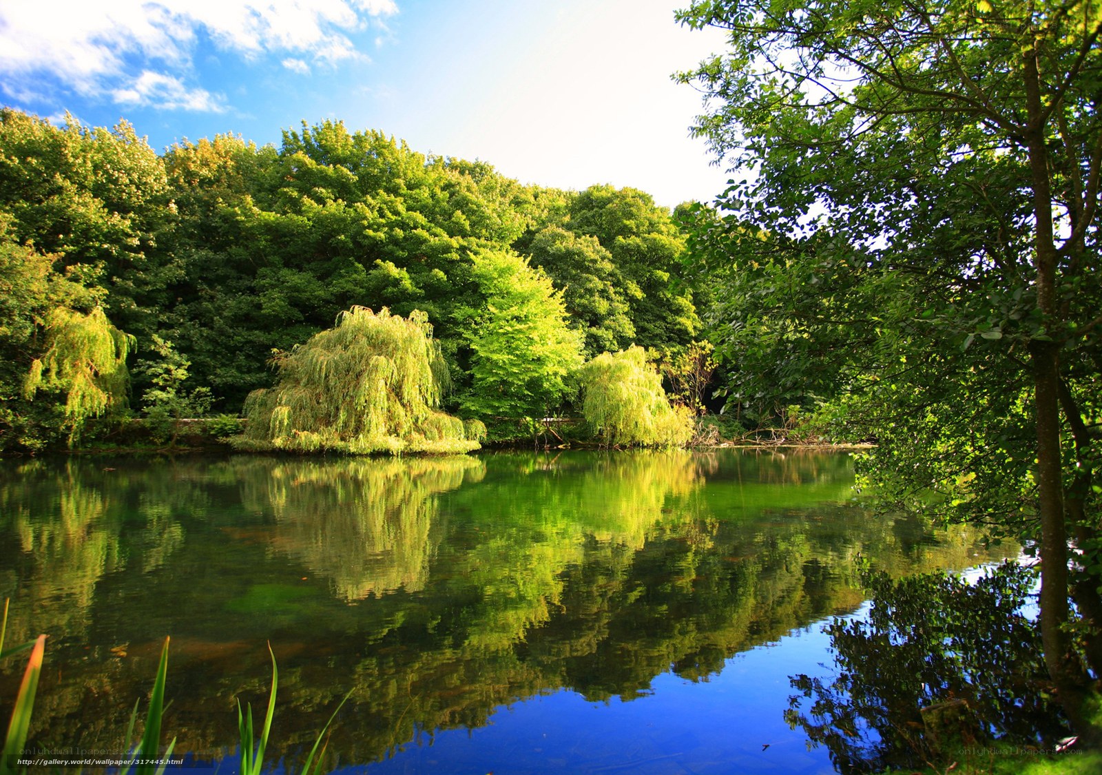 Serene pond with weeping willows