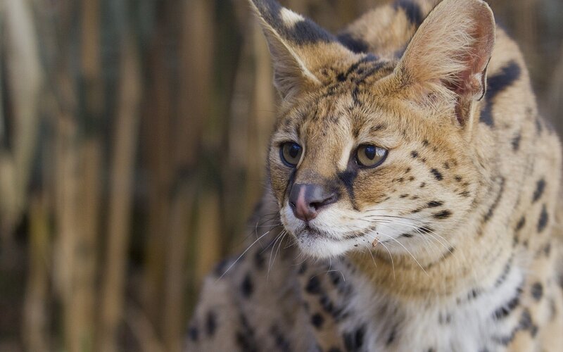 Serval Cat — Brown, Alert