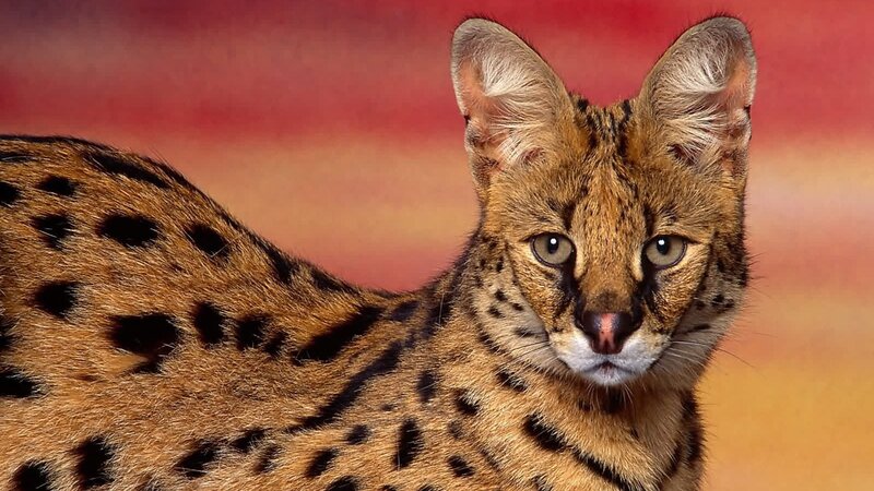 Serval Cat — Brown