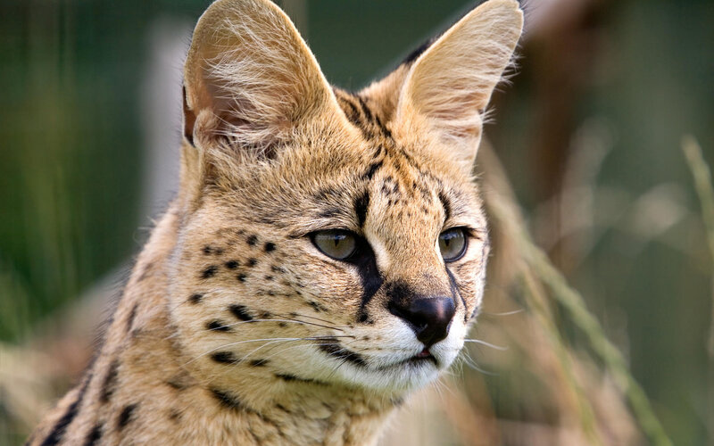 Serval Cat Face — Brown, Alert