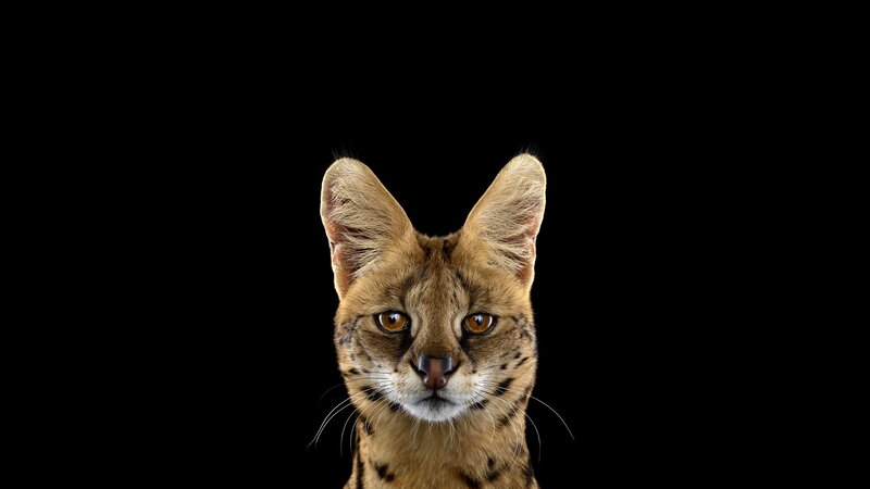 Serval Cat Face — Brown, Intense