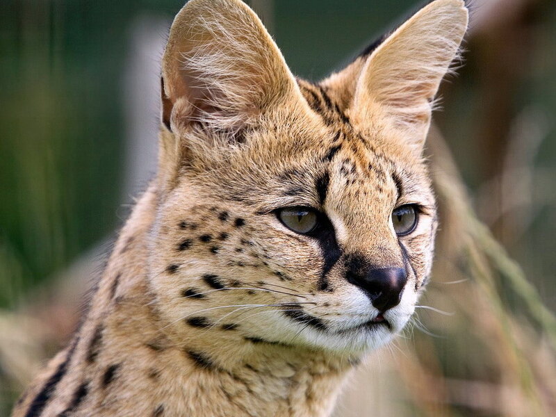 Serval Cat Face
