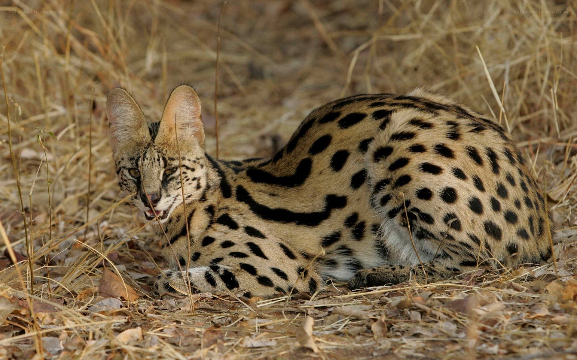 Serval cat in dry grass