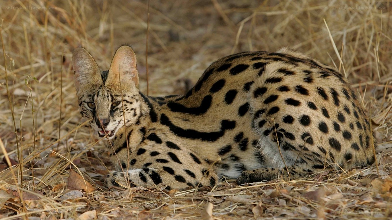 Serval cat in dry grass