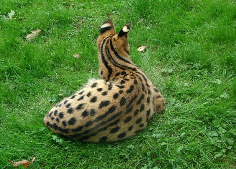 serval cat in grass