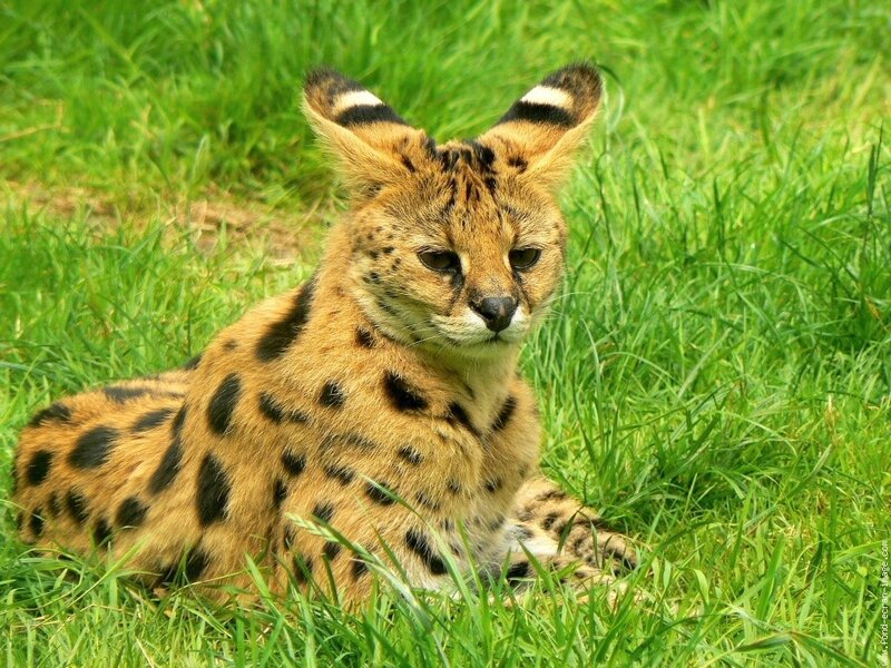 Serval cat in grass