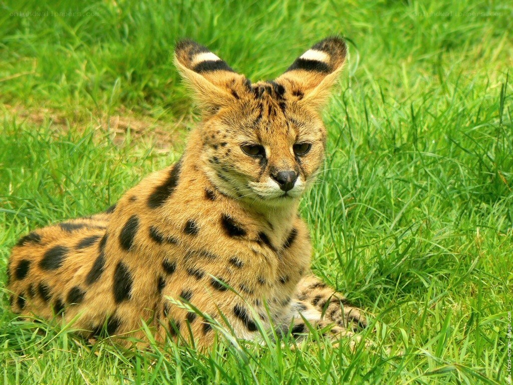 Serval cat in grass
