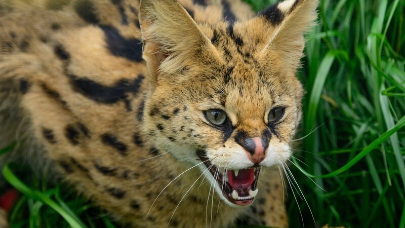 Serval Cat in Grass — Brown, Aggressive