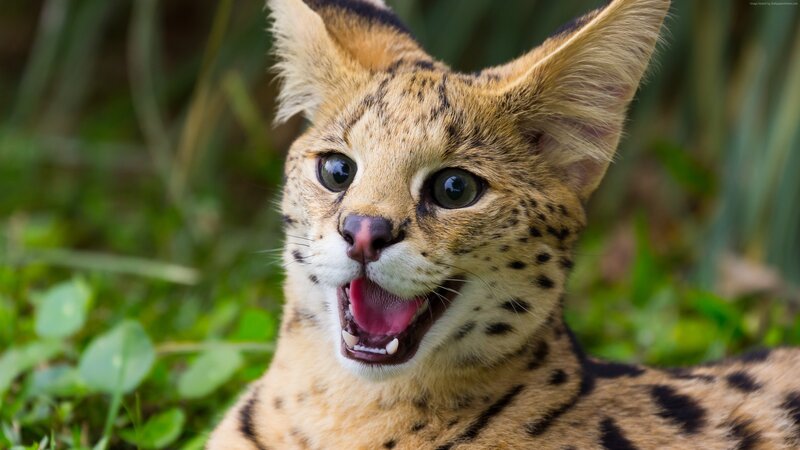Serval Cat in Grass — Brown, Alert, Photograph