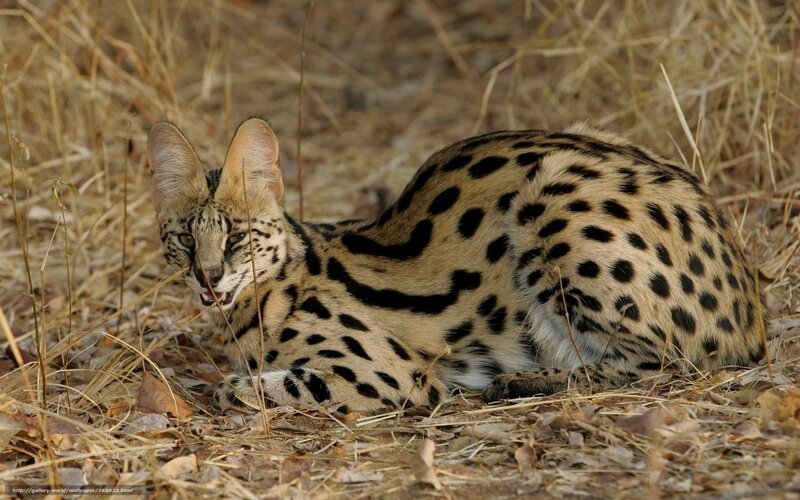 Serval Cat in Grass — Brown, Alert