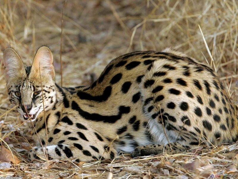 Serval Cat in Grass — Brown